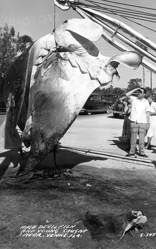 Giant manta ray (Mobula birostris) caught in Venice Florida, USA, 1950s
