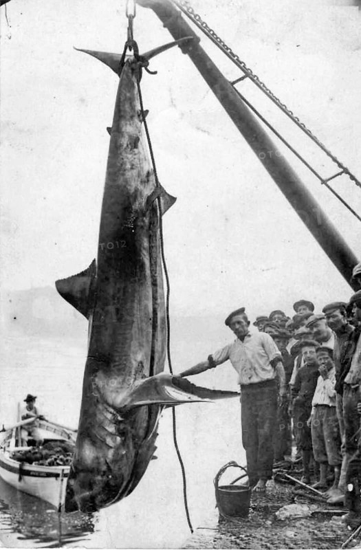 Fishermen and onlookers at the harbour. Great white shark (Carcharodon carcharias), caught in the Mediterranean Sea in San Giorgio, Messina, Sicily, Italy, ca. 1900