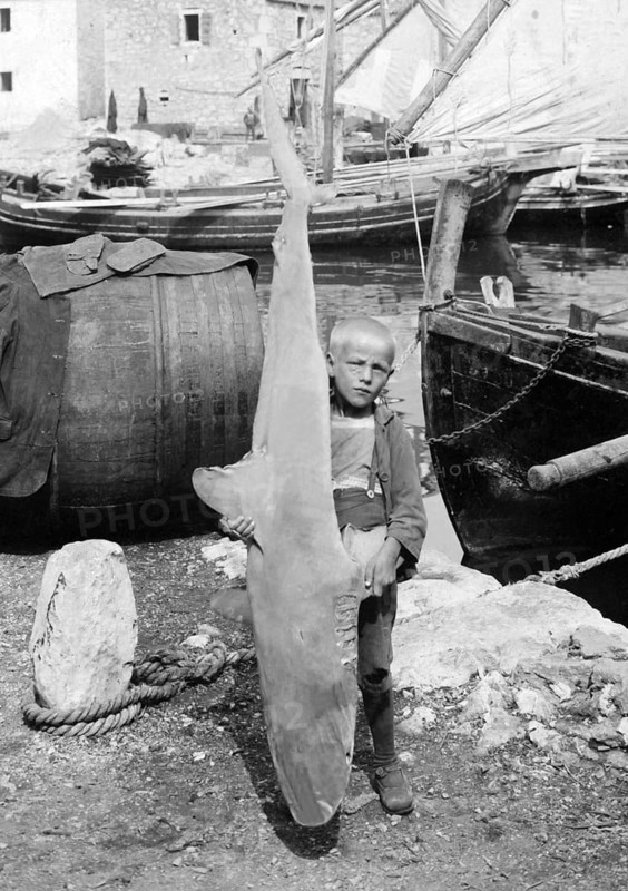 Boy with a caught blue shark (Carcharhinus glaucusi), harbour, ca. 1920, Portugal