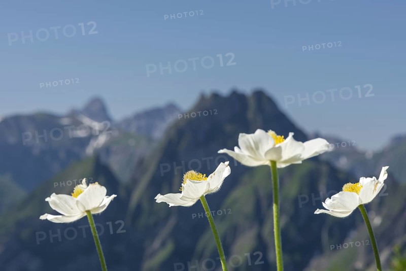 Mountain panorama with white alpine anemones (Pulsatilla alpina ssp. alpina) from Laufbacher-Eckweg to Höfats, 2259m, Allgäu Alps, Allgäu, Bavaria, Germany