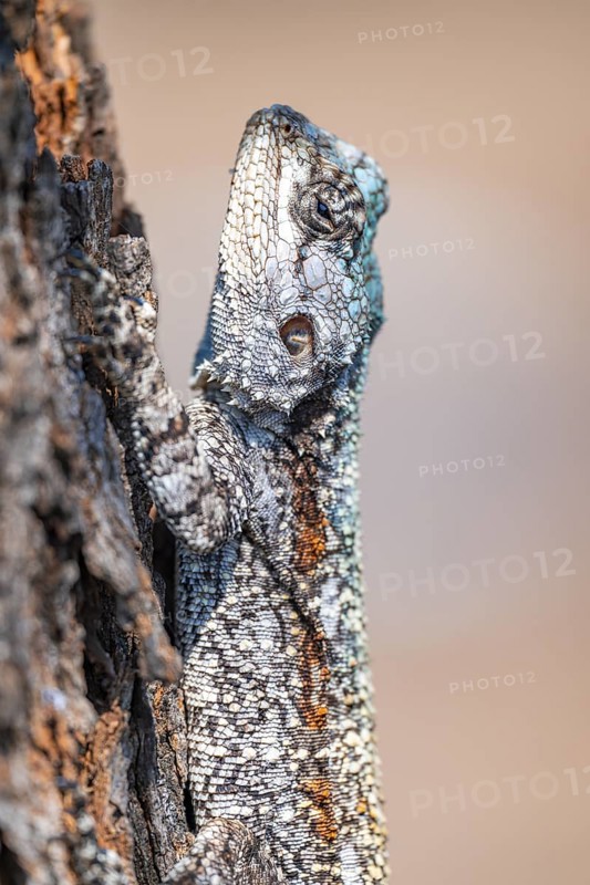 Tree agama, tree agama (Acanthocerus atricollis) on a tree, Kruger National Park, South Africa