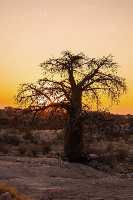 Sunset, African baobab or baobab tree (Adansonia digitata), Dry landscape, Kubu Island (Lekubu), Sowa Pan, Makgadikgadi salt pans, Botswana