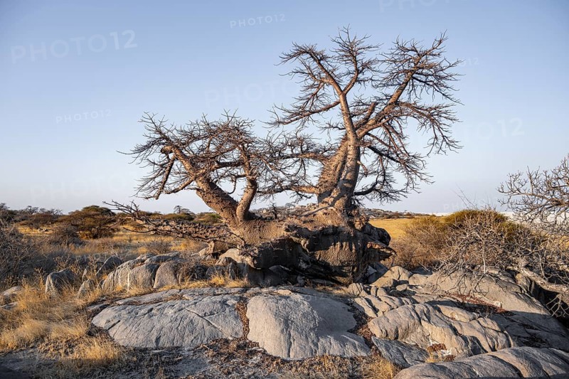 African baobab or baobab tree (Adansonia digitata), arid landscape, Kubu Island (Lekubu), Sowa Pan, Makgadikgadi salt pans, Botswana