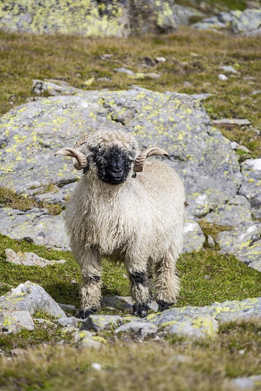 Valais Blacknose sheep (Ovis gmelini aries), high alpine mountain valley, Obere Senner Egete, Stubai Alps, near Ridnaun, South Tyrol, Italy