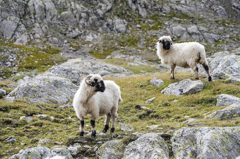 Valais Blacknose sheep (Ovis gmelini aries), high alpine mountain valley, Obere Senner Egete, Stubai Alps, near Ridnaun, South Tyrol, Italy
