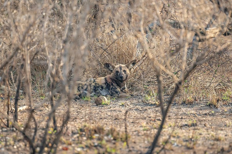 African wild dog, Kruger National Park, South Africa
