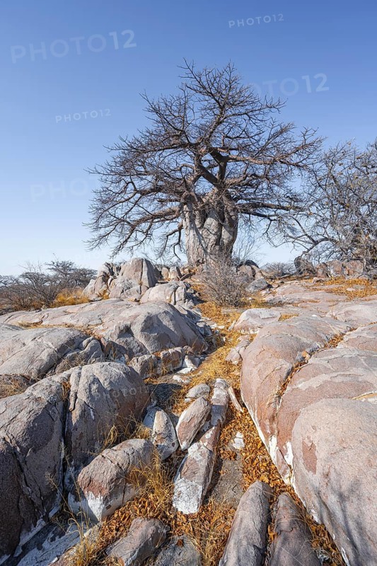 African baobab or baobab tree (Adansonia digitata), arid landscape, Kubu Island (Lekubu), Sowa Pan, Makgadikgadi salt pans, Botswana