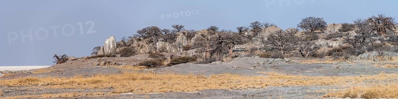 African baobab or baobab tree (Adansonia digitata), arid landscape, Kubu Island (Lekubu), Sowa Pan, Makgadikgadi salt pans, Botswana