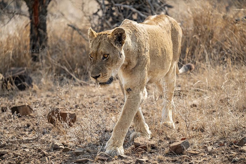 Lioness on the prowl, Kruger National Park, South Africa