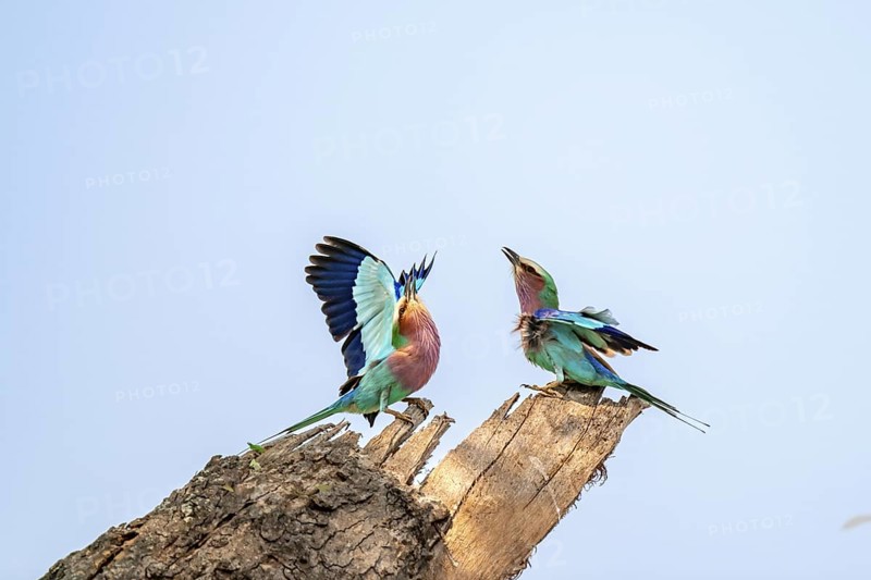 Forked Roller (Coracias caudatus), with open wing, mating behaviour, two birds on a branch in front of a blue sky, Kruger National Park, South Africa