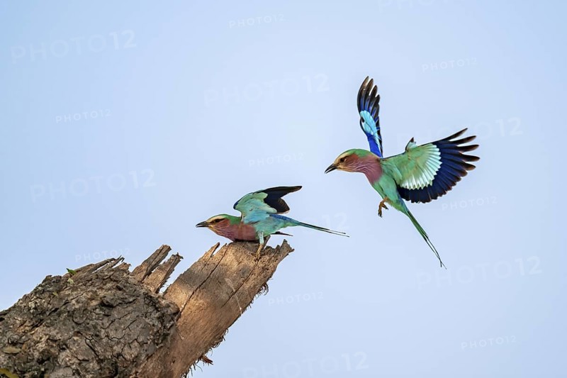 Forked Roller (Coracias caudatus), two birds approaching on a branch in front of a blue sky, Kruger National Park, South Africa