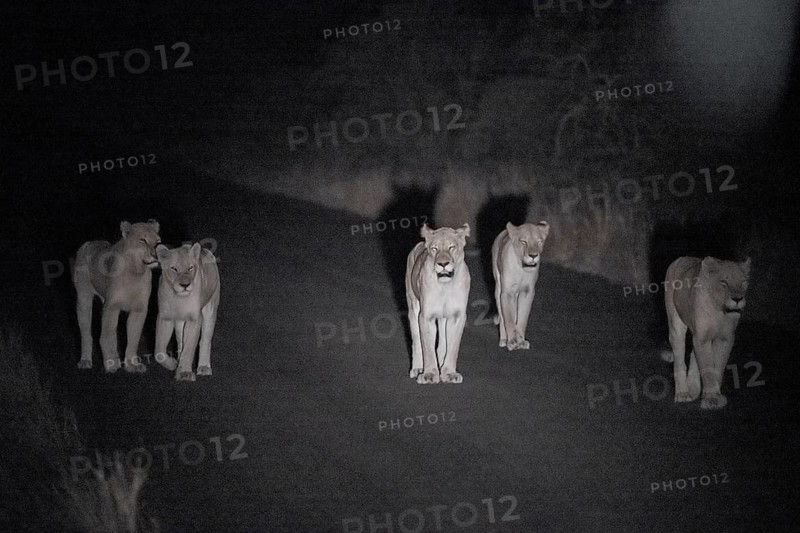 Pride of lions, lionesses at night, night shot, Kruger National Park, South Africa