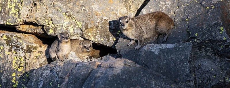 Rock hyrax (Procavia capensis), group on rocks in the evening light, Mpumalanga, South Africa