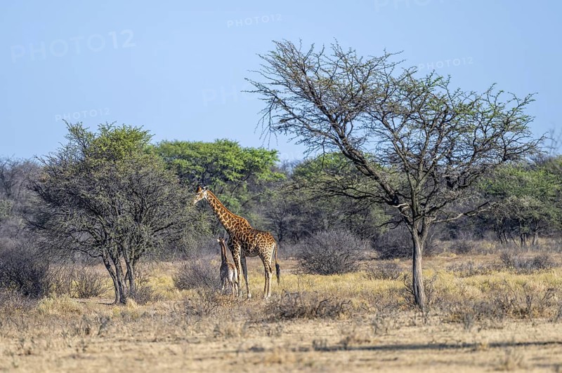 Cape giraffe (Giraffa giraffa giraffa), mother and young, Khama Rhino Sanctuary, Serowe, Botswana