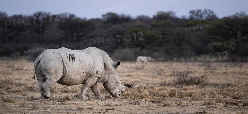 Southern white rhinoceros (Ceratotherium simum simum), Khama Rhino Sanctuary, Serowe, Botswana