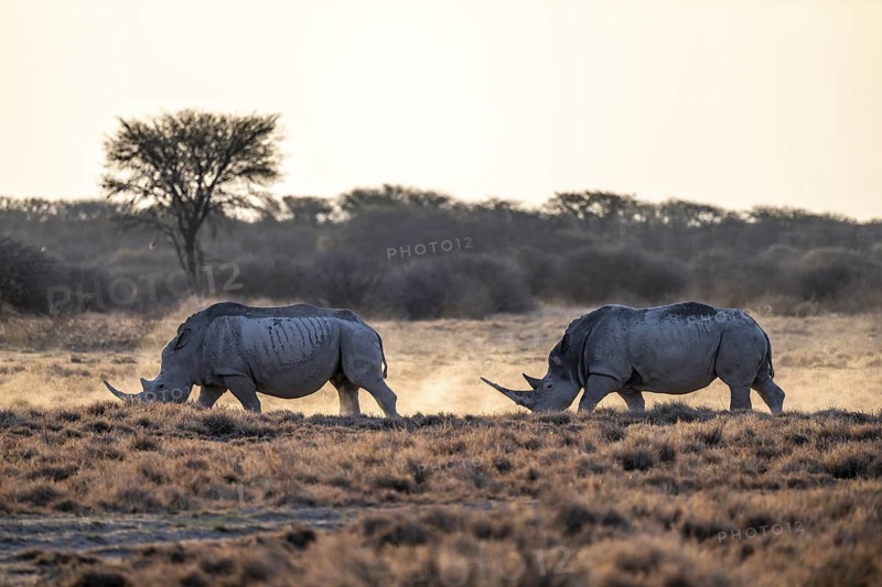 Two animals, Southern white rhinoceros (Ceratotherium simum simum), Khama Rhino Sanctuary, Serowe, Botswana