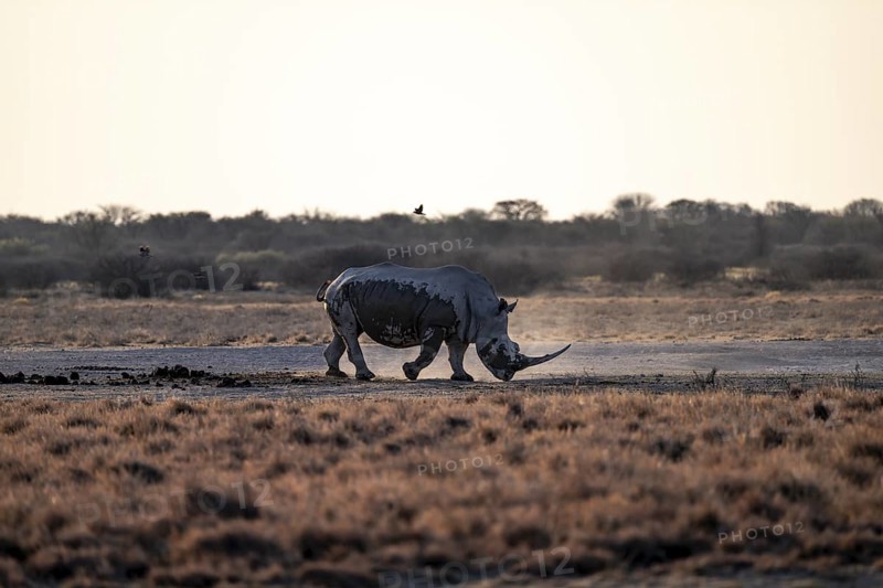 Dramatic atmosphere, Southern white rhinoceros (Ceratotherium simum simum), Khama Rhino Sanctuary, Serowe, Botswana