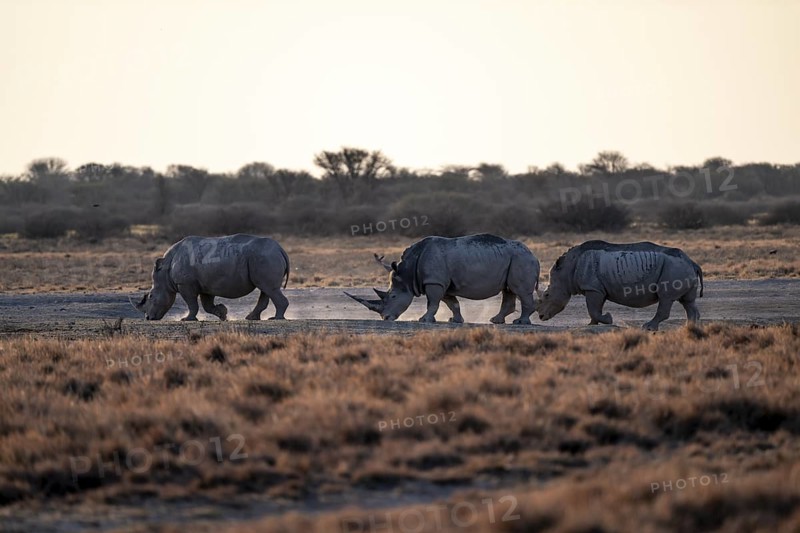 Three animals, Southern white rhinoceros (Ceratotherium simum simum) running through savannah, Khama Rhino Sanctuary, Serowe, Botswana