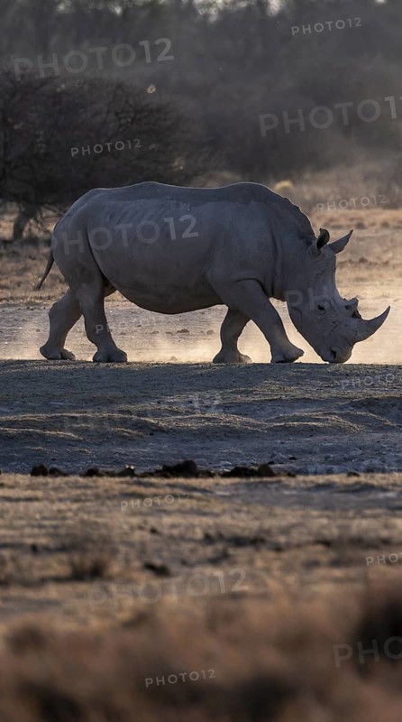 Dramatic atmosphere, Southern white rhinoceros (Ceratotherium simum simum), Khama Rhino Sanctuary, Serowe, Botswana