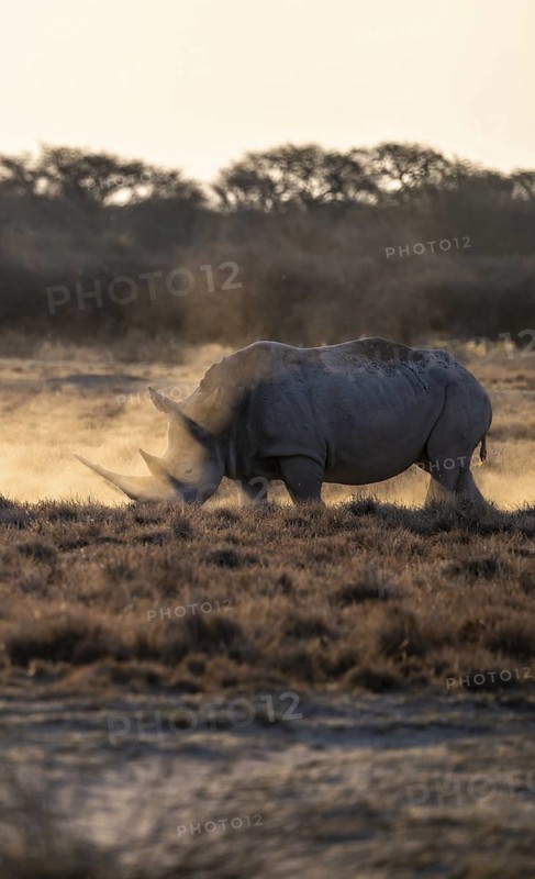 Southern white rhinoceros (Ceratotherium simum simum), Khama Rhino Sanctuary, Serowe, Botswana