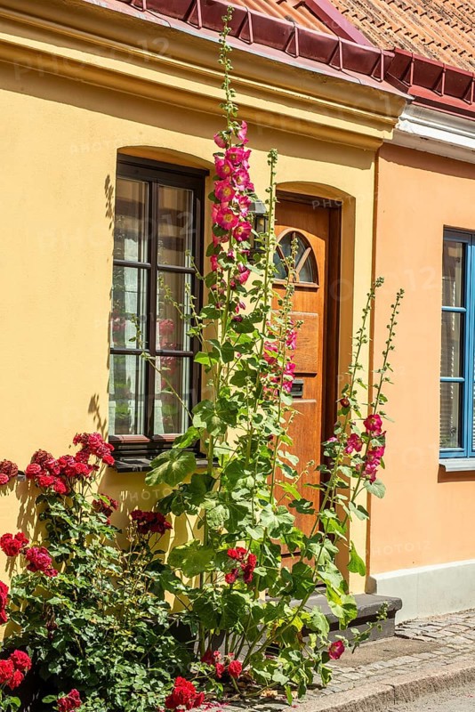 Hollyhocks (Alcea rosea) at a gate in an old house facing the street in Ystad, Skåne County, Sweden, Scandinavia