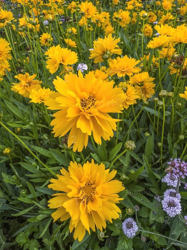 Flowering Girl's eye (Coreopsis Early Sunrise), closeup, in Ystad, Skåne County, Sweden, Scandinavia