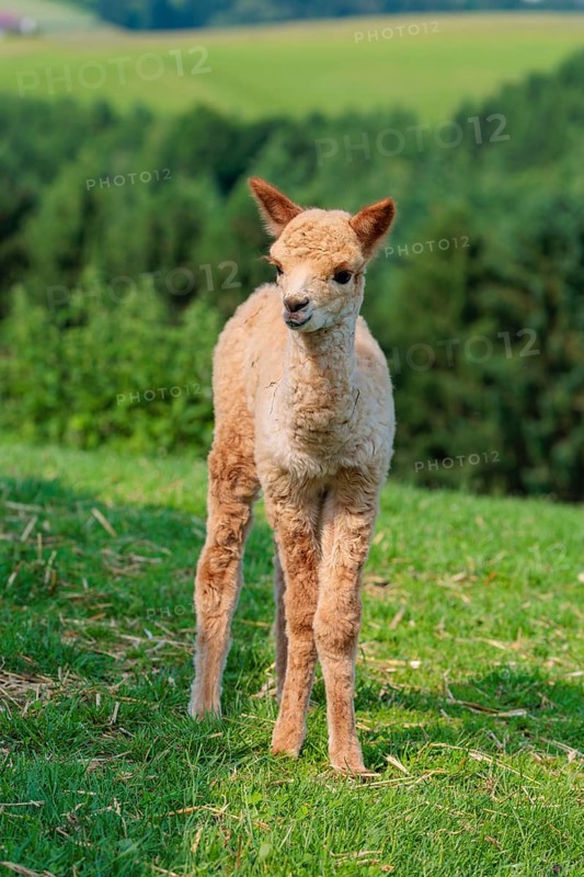 A newly born white alpaca (Vicugna pacos) stands in a green meadow on a sunny day. A green forest can be seen in the background