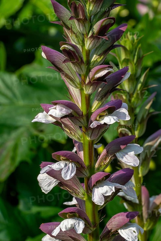Spiny bear's breech (Acanthus spinosus) in flower in garden, native to southern Europe