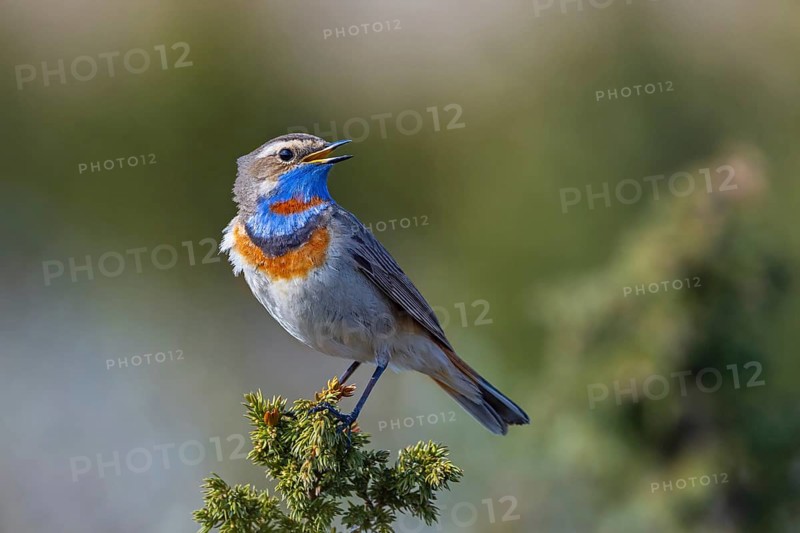 Red-spotted bluethroat (Luscinia svecica svecica) male singing from shrub on the tundra in spring, Sweden, Scandinavia