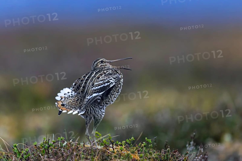 Great snipe (Gallinago media) male calling during courtship display at lek at dusk on tundra breeding ground in spring (June), Sweden, Scandinavia