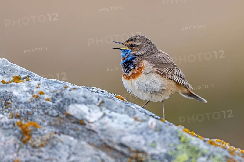 Red-spotted bluethroat (Luscinia svecica svecica) male calling from rock on the tundra in spring, Sweden, Scandinavia