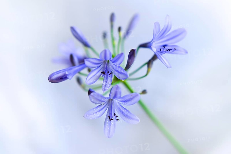 Close-up of the blossom of an ornamental lily or love flower (Agapanthus), Germany