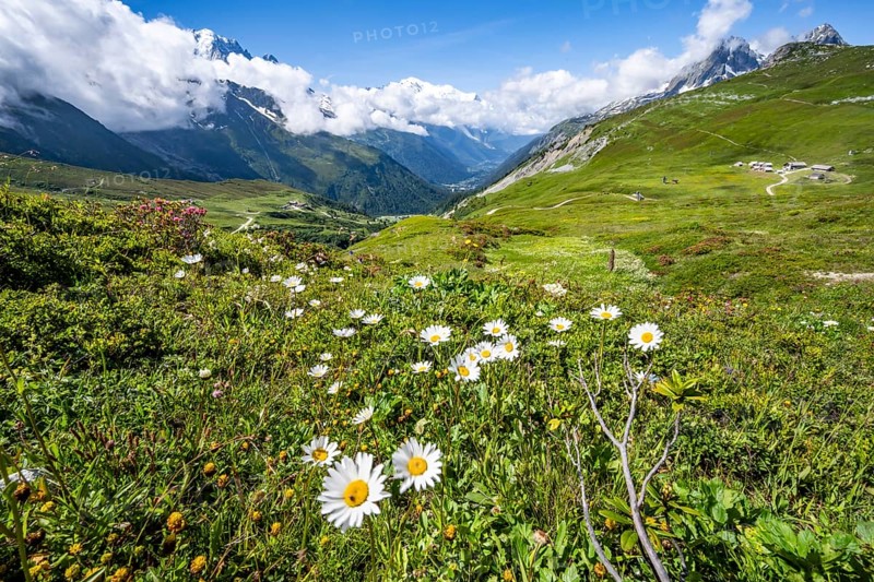 Flower meadow and mountain panorama with cloudy glaciated mountain peaks, view of Aiguille du Midi and Mont Blanc, Col de Balme, Chamonix, Haute-Savoie, France
