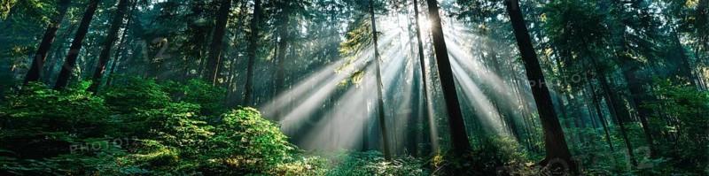 Beautiful rays of sunlight in a green forest shining through trees and tree branches. Concept of new beginning and spirituality, AI generated