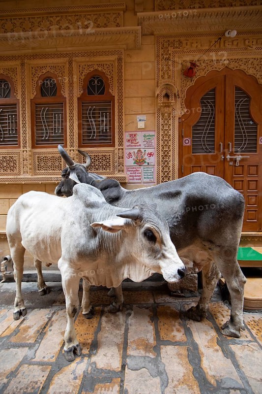 Sacred cows in the old town of Jaisalmer, Rajasthan, India