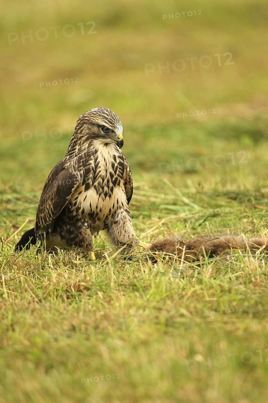 Buzzard (Buteo buteo) tugging at a dead young fox (Vulpes vulpes) on a freshly mown meadow, Allgäu, Bavaria, Germany, Allgäu, Bavaria, Germany