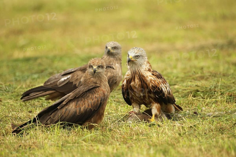 Red kite (Milvus milvus) adult bird on dead young fox (Vulpes vulpes) and fledged young birds secure on freshly mown meadow, Allgäu, Bavaria, Germany, Allgäu, Bavaria, Germany