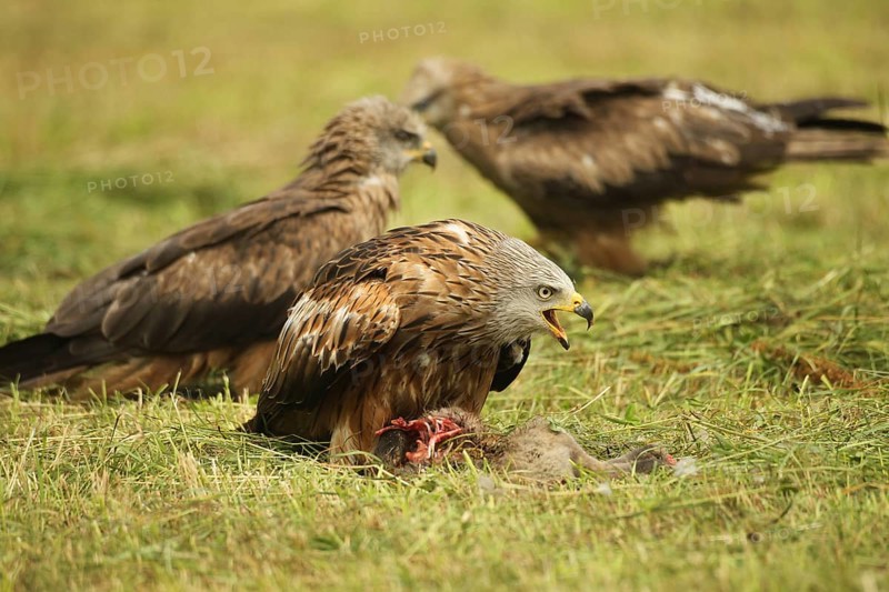 Red kite (Milvus milvus) adult bird at dead young fox (Vulpes vulpes) on freshly mown meadow, fledged young birds waiting in the background, Allgäu, Bavaria, Germany, Allgäu, Bavaria, Germany