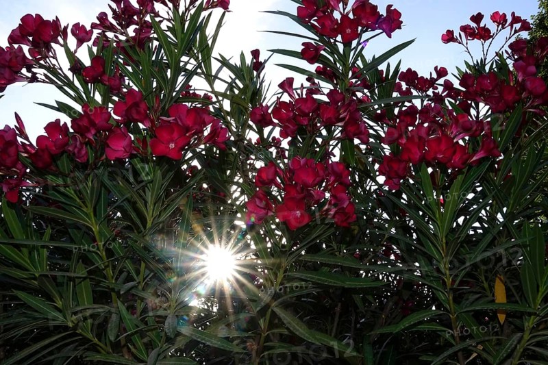 Blossom of the oleander, summer sun, July, Germany