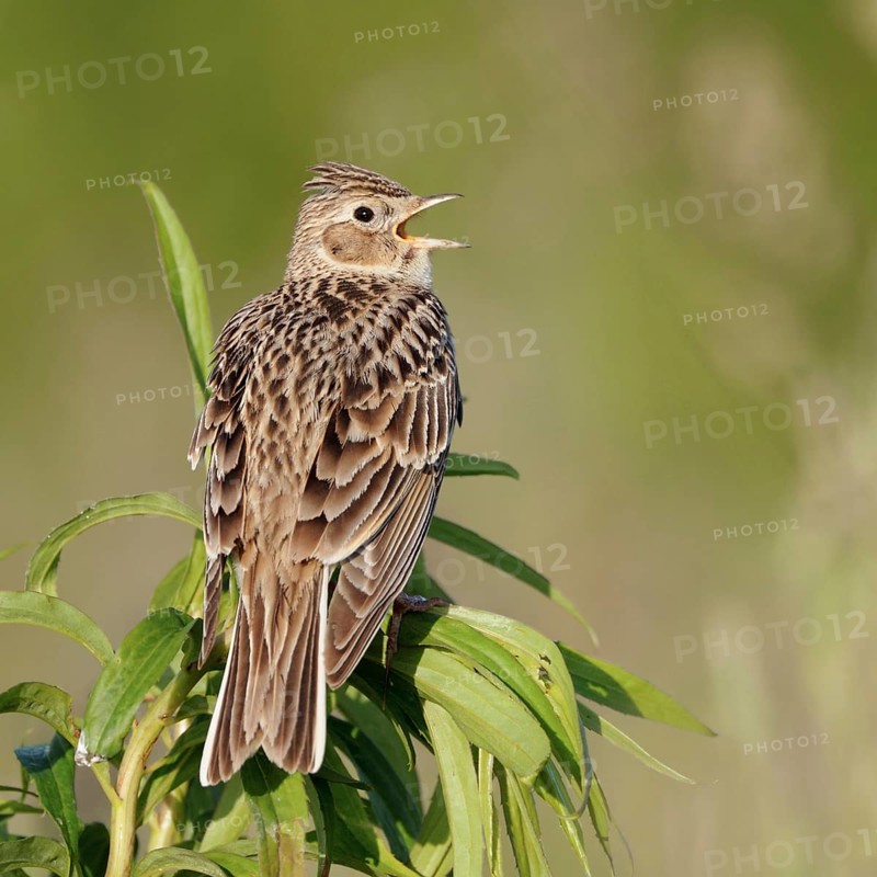 Skylark (Alauda arvensis) sitting on the top of a plant, singing its song, rear view with all typical features, generally known songbird, typical for open field landscapes, threatened by habitat loss, intensive agriculture, native nature, Meerbusch, Rhein-Kreis Neuss, North Rhine-Westphalia, Rhineland, Germany, Western Europe