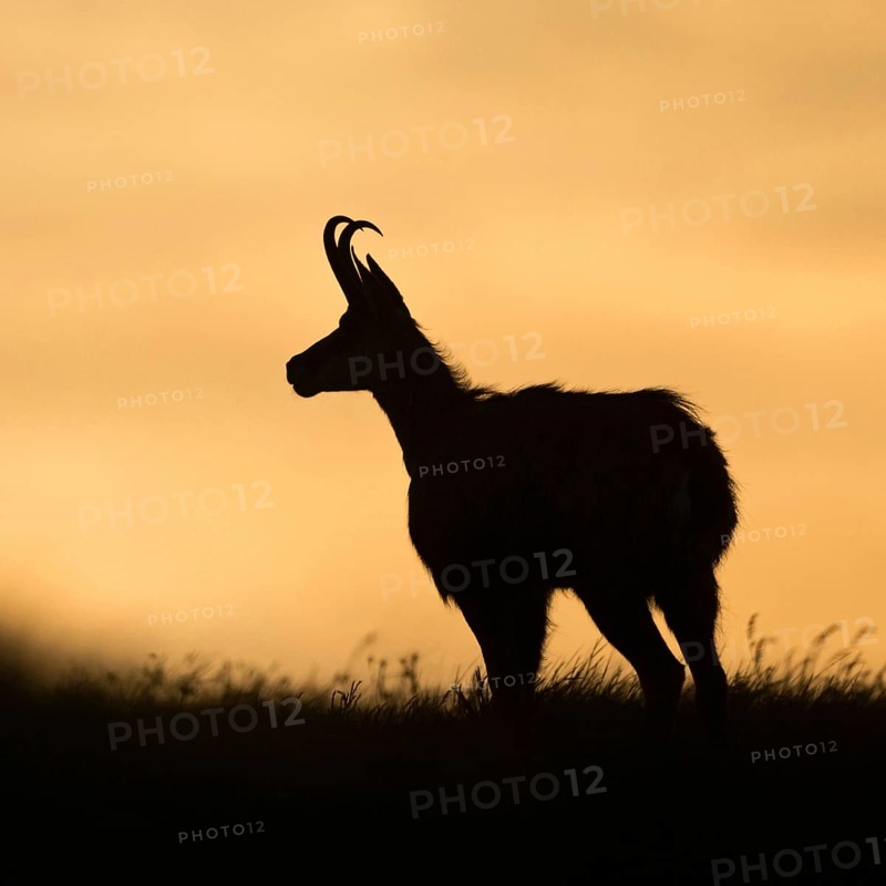 Silhouette... Chamois (Rupicapra rupicapra) on a mountain meadow, alpine pasture, in atmospheric evening light, backlight shot, typical silhouette, native nature, Vosges, France, Western Europe