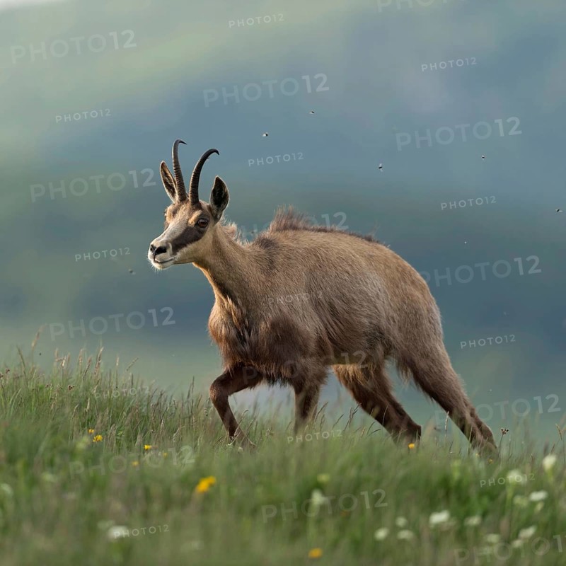 Ascent to lush mountain meadows... Chamois (Rupicapra rupicapra) ascends the mountain in the early morning to graze, followed by many annoying flies, native nature, Vosges, France, Western Europe