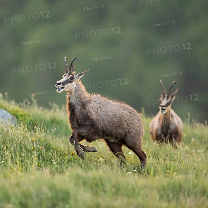 Wild chase... Chamois (Rupicapra rupicapra), two chamois engage in a wild chase, chase each other, run and jump across a spring-like mountain meadow, duel of chamois bucks, territorial behaviour, native nature, Vosges, France, Western Europe