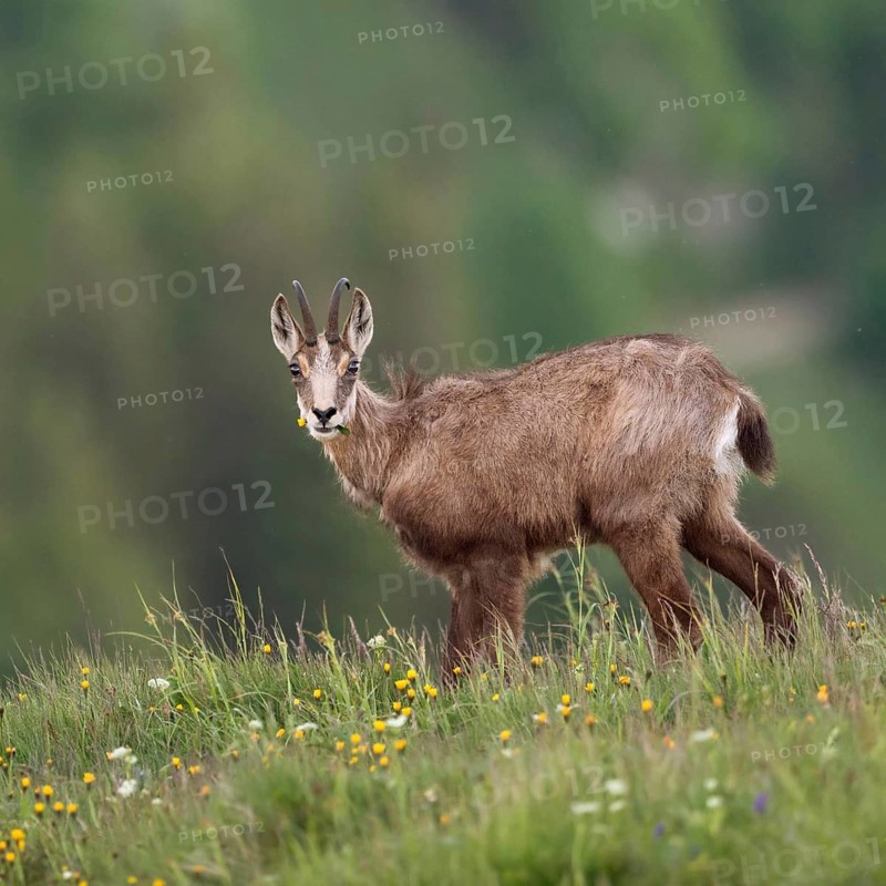 Where have all the flowers gone... Chamois (Rupicapra rupicapra), chamois feeding on grasses and herbs on a mountain meadow high above the valley, looking directly into the camera in surprise, native nature, Vosges, France, Western Europe