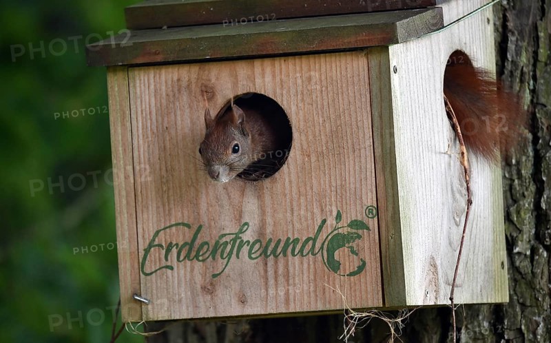 Squirrels, (Sciurus) in the house, cave