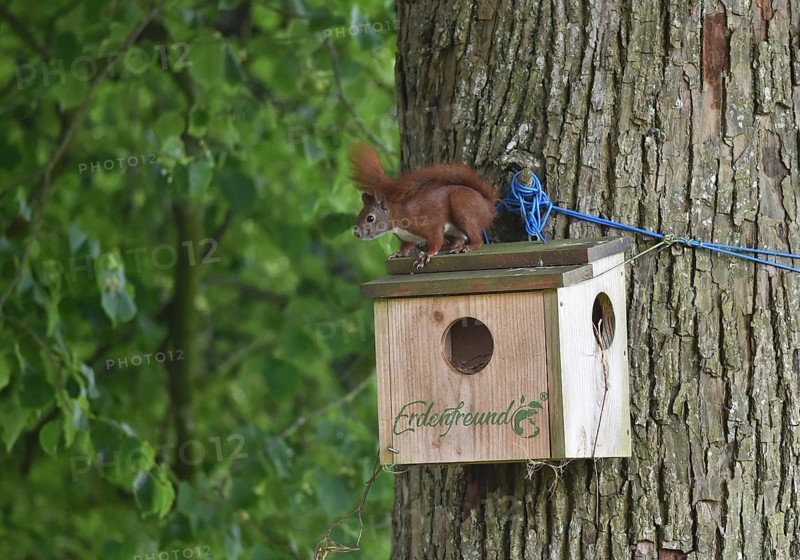 Squirrels, (Sciurus) at the house, cave