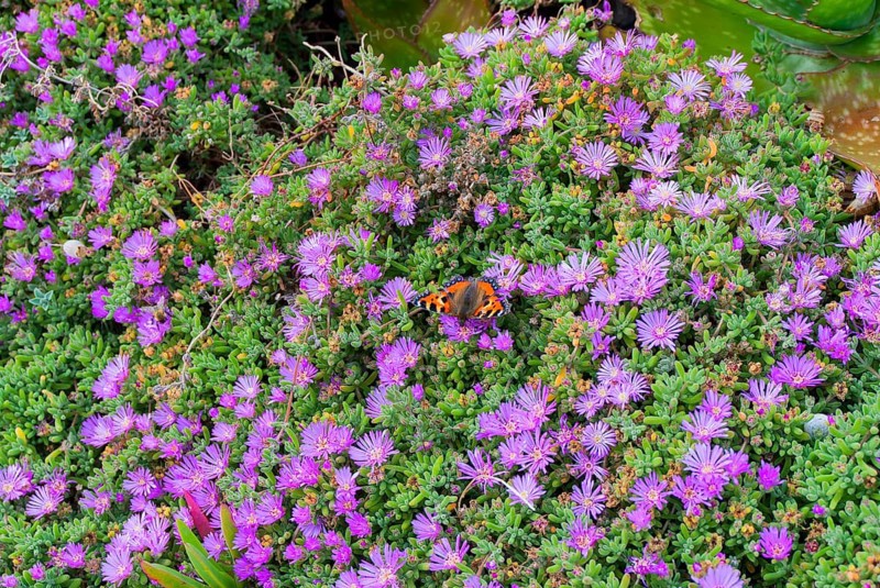 Asters with butterfly, South England, Coast, England, GB