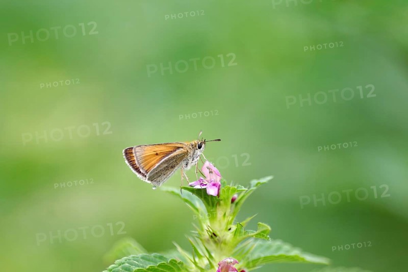 Essex skipper (Thymelicus lineola), brown, flower, nectar