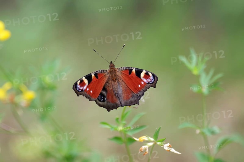 Peacock butterfly (Aglais io), open wings, colourful, pretty