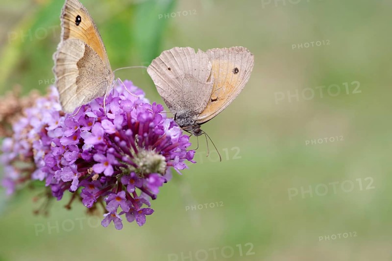 Meadow Brown (Maniola jurtina), two, flower, nectar